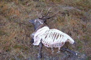Stag carcase left to rot at Coire Dhorcail. Photo: Sir Patrick Grant