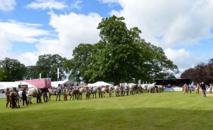 Line up of the working ponies in the main ring